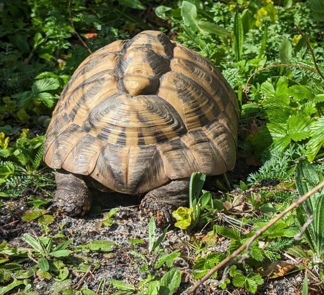 Eine Schildköte von hinten