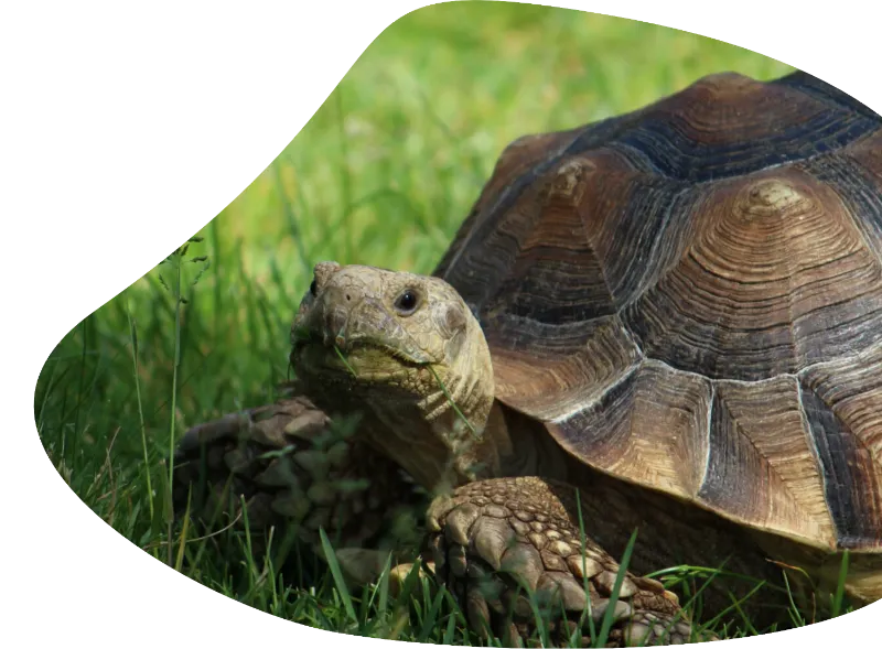 Schildkröte die auf Gras sitzt und nach links schaut